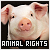  Animal Rights