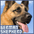  Dogs: German Shepherds