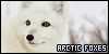  Arctic Foxes