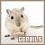  Gerbils